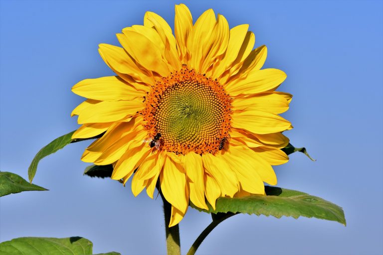bright yellow flower in front of a blue sky
